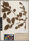 Foto von Salix aurita L. x Salix silesiaca Willd.